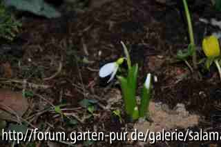 Galanthus platyphyllus