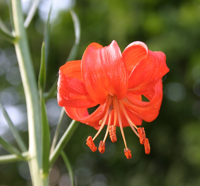 Lilium pumilum