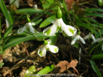 Galanthus 'Trym'