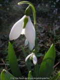 Galanthus elwesii 'Big Boy'