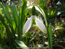 Galanthus elwesii ' Jessica' März 2011