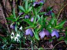 Helleborus torquatus ex Montenegro