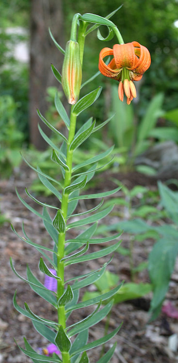 Lilium carniolicum ssp. carniolicum