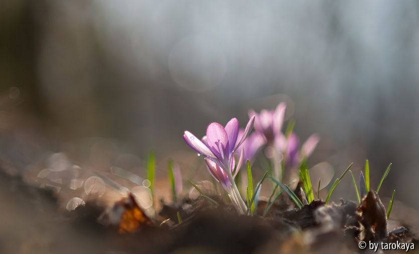 crocus tommasianus2 3/11