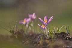crocus tommasianus 3/11