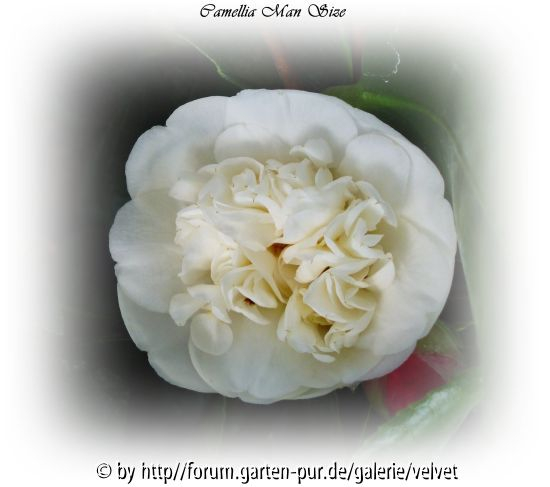 C. jap. Man Size