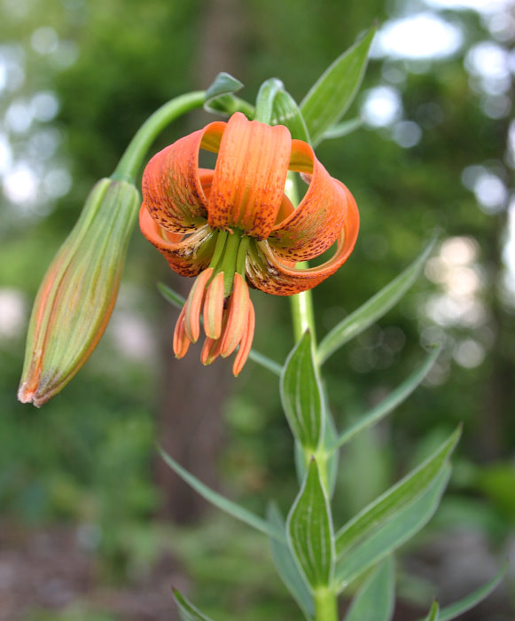 Lilium carniolicum ssp. carniolicum