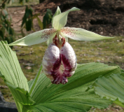 Cypripedium japonicum