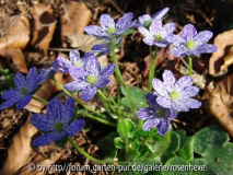 _H_nobilis var japonica_BlueFreckles2.JP