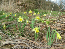 Narcissus pseudonarcissus