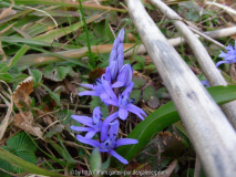 Blausternchen 2011