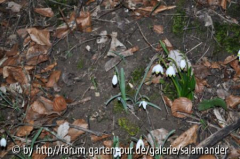 G.nivalis und L.vernum
