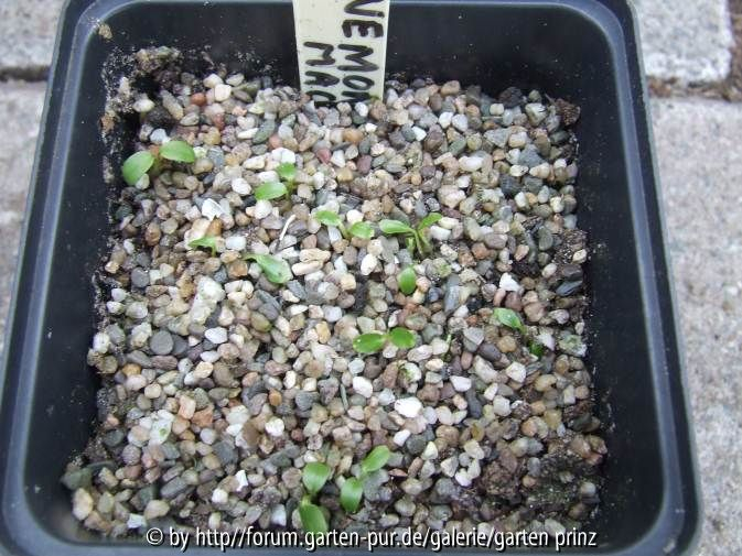 Anemonopsis macrophylla germination 2011