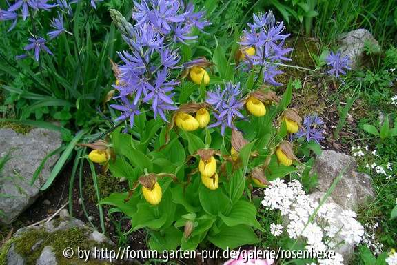 Cypripedium parviflorum pubescens