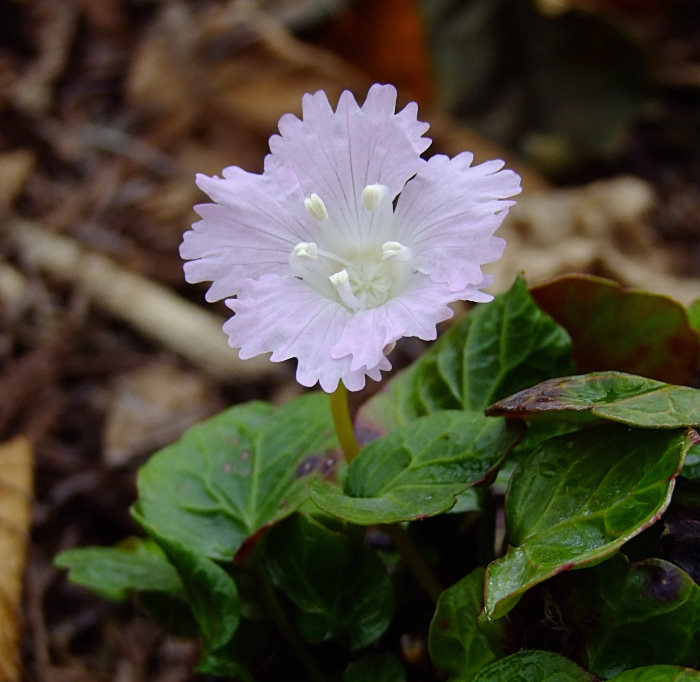 Shortia uniflora var. grandiflora