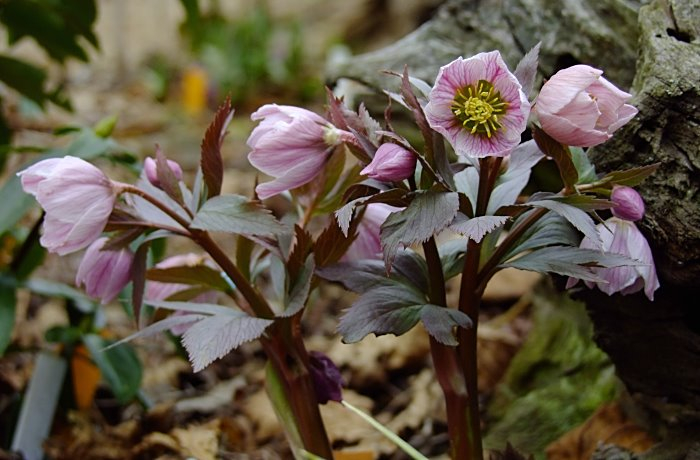 Helleborus thibetanus