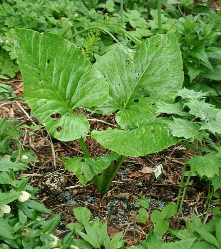 Cardiocrinum giganteum