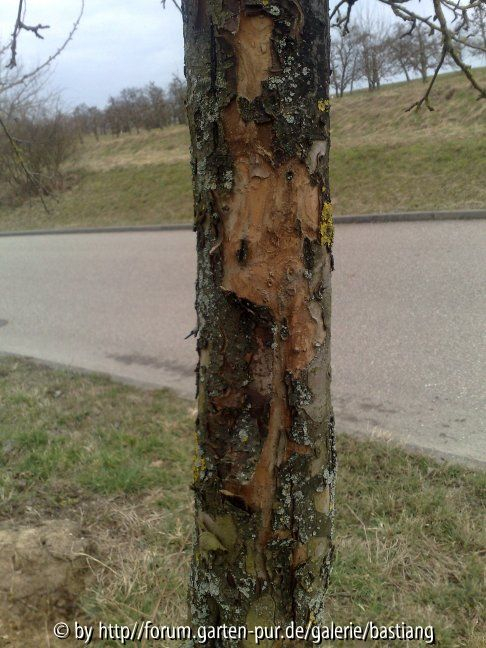Rinde Stamm oben