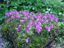 Pleione limprichtii