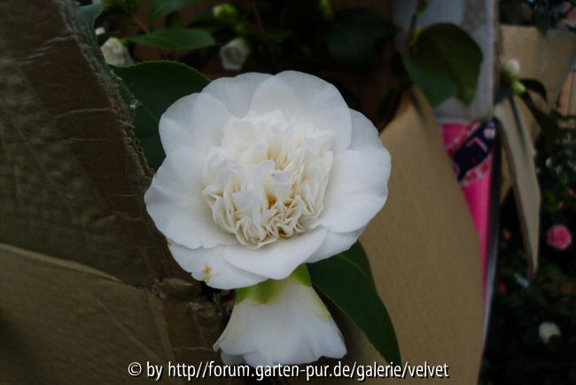 Camellia Powder Puff