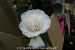 Camellia Powder Puff
