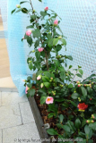 C. Adelina Patti1