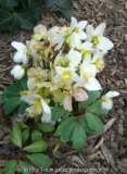 Helleborus weiss.jpg