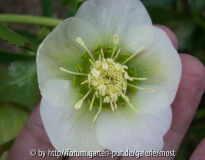 Helleborus hell.jpg