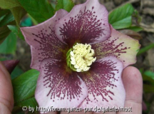 Helleborus dunkel.jpg