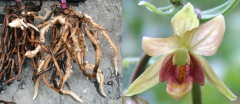Epipactis mairei - Rhizom+Blüte