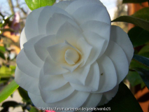 C. japonica 'Nuccio's Gem' - 2011