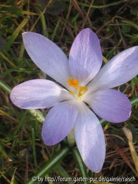 Krokus hell 3
