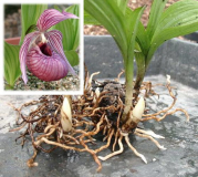 Cypripedium tibeticum