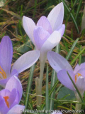 Krokus hell 4