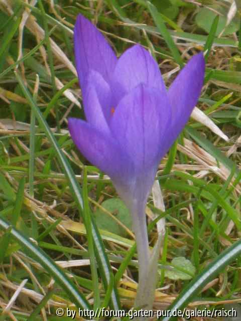 Krokus dunkel 1