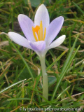 Krokus hell 1