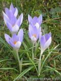 Krokus hell 2
