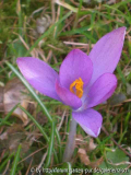 Krokus rosa 5