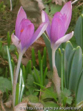 Krokus rosa 4