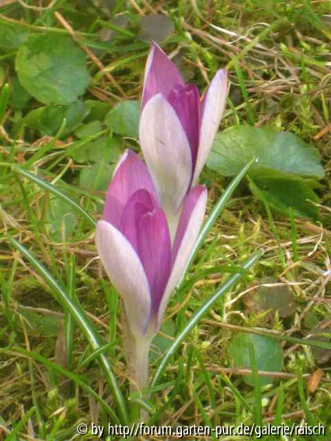 Krokus rosa 2