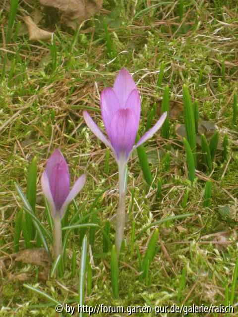Krokus rosa 1
