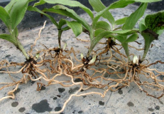 Cypripedium reginae x margaritaceum (4)