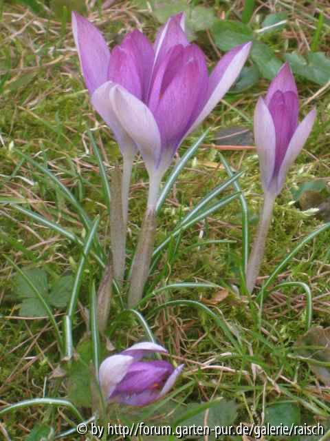 Krokus rosa 3