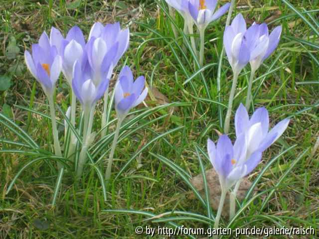 hellblaue Krokusse
