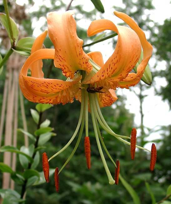 Lilium henryi
