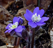 Hepatica nobilis