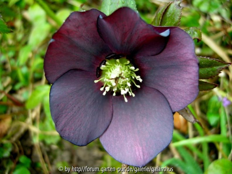 Helleborus x hybridus, Sämling von Pluto, Innenansicht