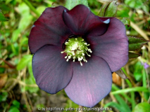 Helleborus x hybridus, Sämling von Pluto, Innenansicht