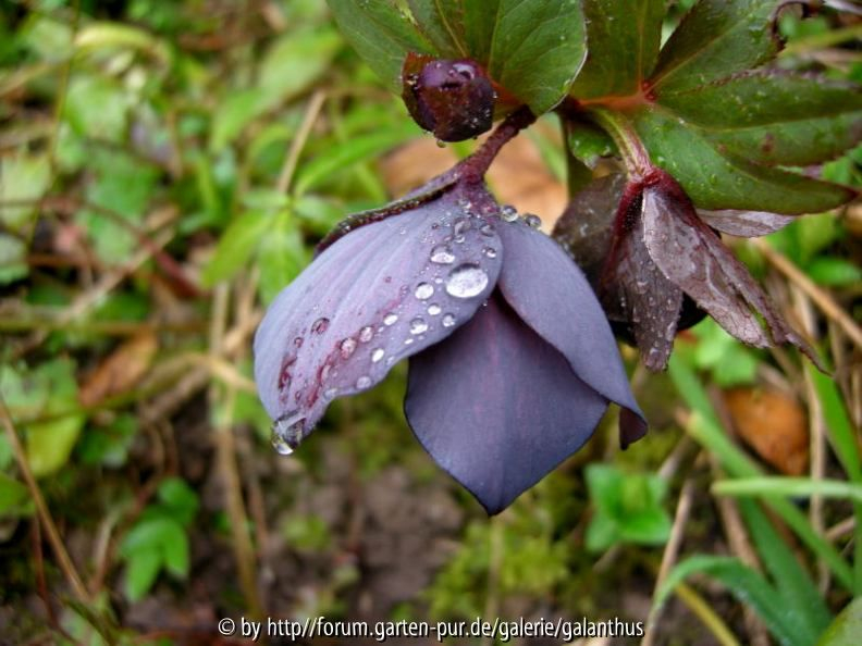 Helleborus x hybridus, Sämling von Pluto, außen