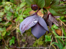 Helleborus x hybridus, Sämling von Pluto, außen